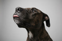 Zen (dog) with gray background